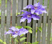 Clematis_The_President_2013-A-C.jpg