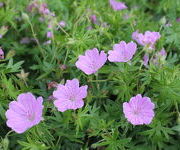 Geranium sanguineum 'Glenluce'