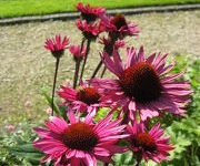 Echinacea purpurea 'Fatal Attraction'