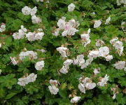 Geranium cantabrigiense 'St. Ola'