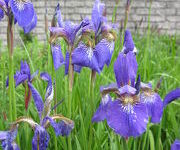 Iris sibirica 