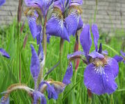 Iris_sibirica_2.JPG