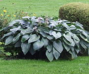 Hosta tardiana 'Halcyon'