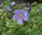 Geranium 'Blue Cloud'