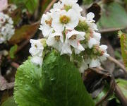 Bergenia 'Silberlicht'