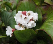 Bergenia_Silberlicht_1.JPG