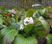 Bergenia_Silberlicht_4.JPG