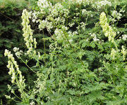 Aconitum lamarckii