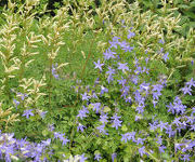 Campanula poscharskyana