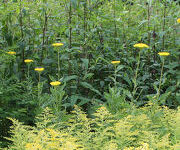 Achillea ‘Coronation Gold’