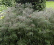 Foeniculum vulgare ‘Giant Bronze’