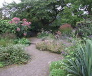 Eupatorium maculatum