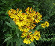 Helenium ‘Rauchtopas’