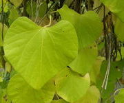 Aristolochia macrophylla