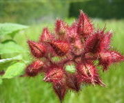 Rubus phoenicolasius