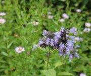 Nepeta manchuriensis