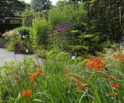 Crocosmia masoniorum