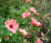 Potentilla x hopwoodiana