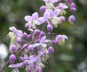 Thalictrum delavayi