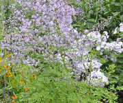 Thalictrum_delavayi_1.jpg