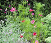 Cosmos bipinnatus