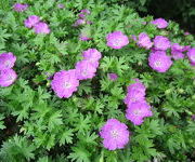 Geranium sanguineum 'Max Frei'