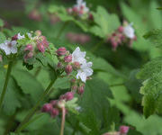 Geranium macrorrhizum 'Spessart'