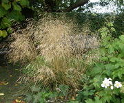 Deschampsia cespitosa 'Goldtau'