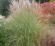 Miscanthus sinensis 'Kleine Silberspinne'