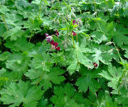 Geranium phaeum