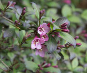 Weigela florida 'Purpurea'