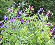 Lathyrus odoratus