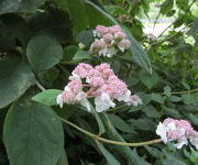 Hydrangea aspera