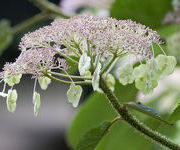 Hydrangea_aspera_2.jpg