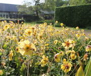 Geum 'Lisanne'