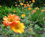 Geum 'Totally Tangerine'