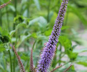 Veronicastrum sibiricum 'Red Arrows'