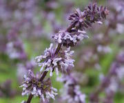 Salvia verticillata 'Hannay's Blue'