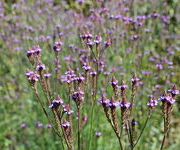 Verbena macdougalii 'Lavender Spires'