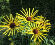 Rudbeckia subtomentosa 'Henry Eilers'