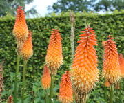 Kniphofia 'Alcazar'