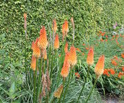 Kniphofia_Alcazar-Aanwinstentuin-juli_2016_2.JPG