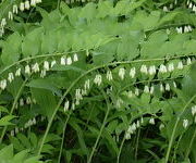 Polygonatum multiflorum