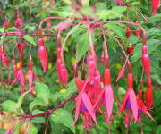 Fuchsia ‘Riccartonii’