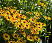 Helenium ‘Tineke Grin’