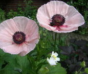 Papaver orientale 'Karine'