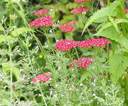 Achillea millefolium 'Red Velvet'