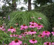 Echinacea purpurea 'The King'