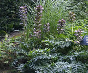 Acanthus spinosus