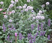 Echinops ritro 'Veitch's Blue'